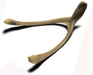 Wishbone