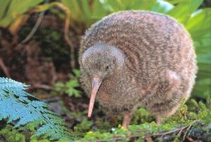 kiwibird