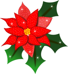 poinsettia