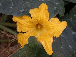 640px-Pumpkin_flower