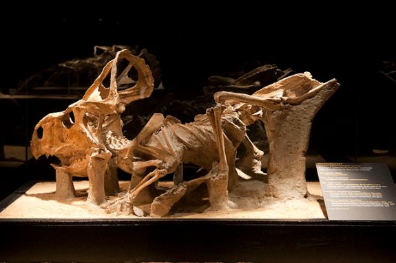640px-Protoceratops_fossil