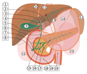 Biliary_system_multilingual.svg