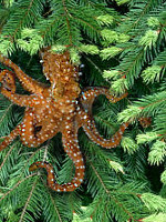 treeocto