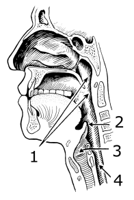 800px-Pharynx_(PSF)