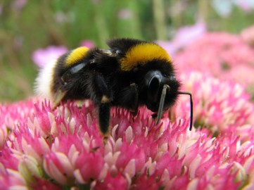 bumblebee-83003_960_720
