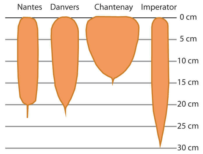 CARROT-CHART
