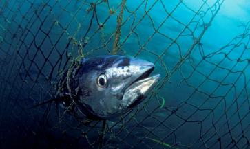 Dead Southern bluefin tuna (Thunnus maccoyii) caught in a tuna pen, Port Lincoln, South Australia.