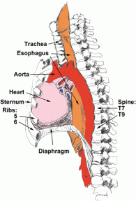esophagus_37881_1_1_4071