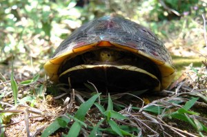 我要把自己關起來